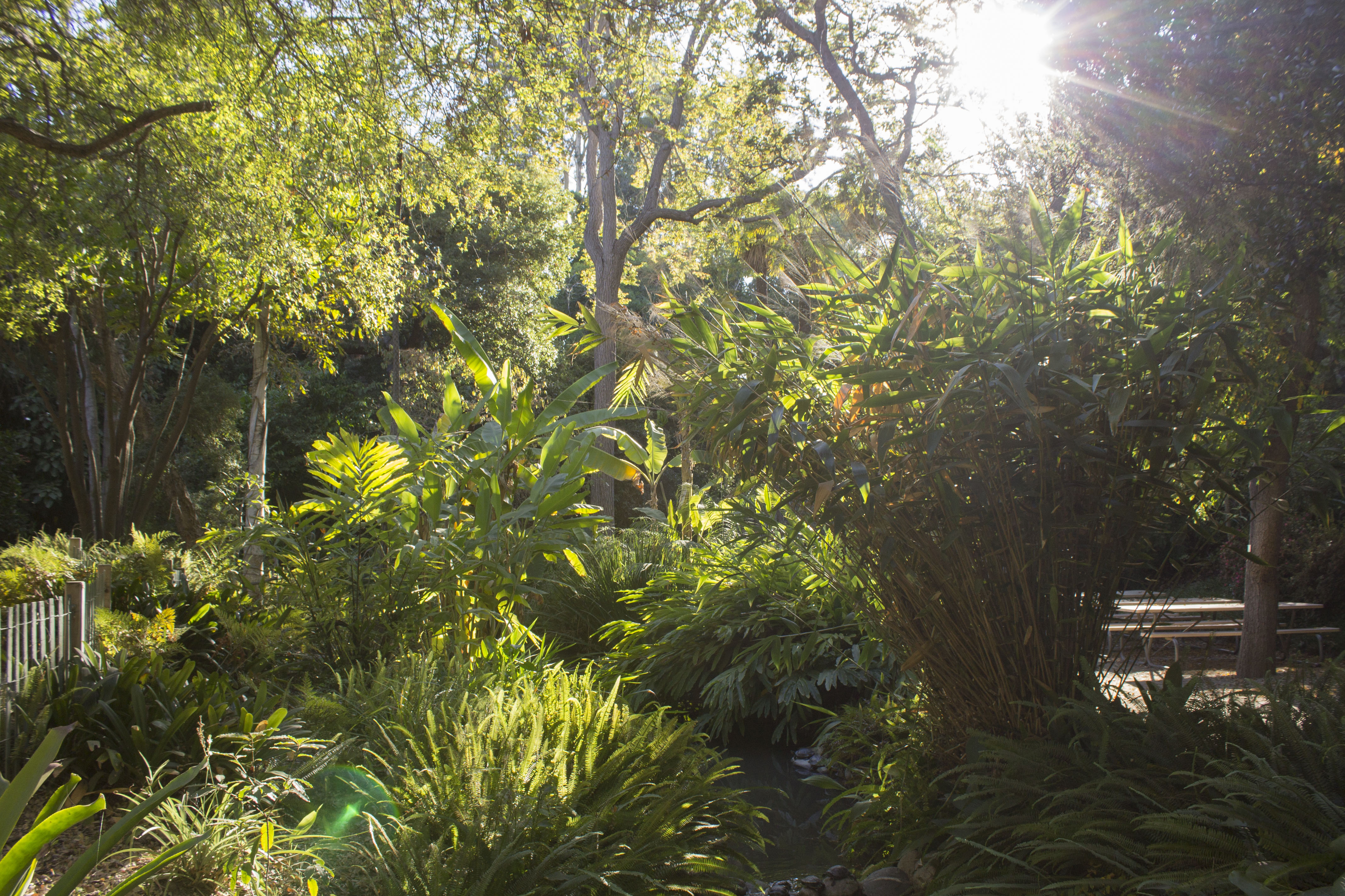 Open to the public, the Mildred E. Mathias Botanical Garden is a botanical wonder hidden in plain sight on the UCLA campus.