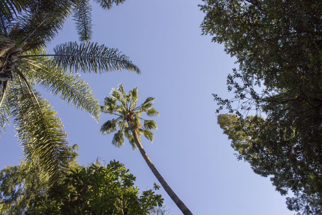 Open to the public, the Mildred E. Mathias Botanical Garden is a botanical wonder hidden in plain sight on the UCLA campus.