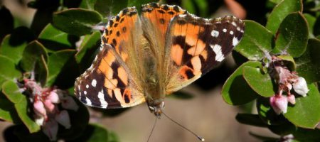 Painted Lady Butterfly