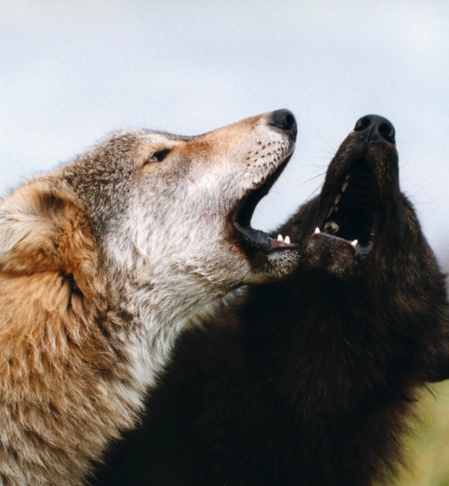 80301_Two_wolves_Photo_credit_Monty_Sloan_
