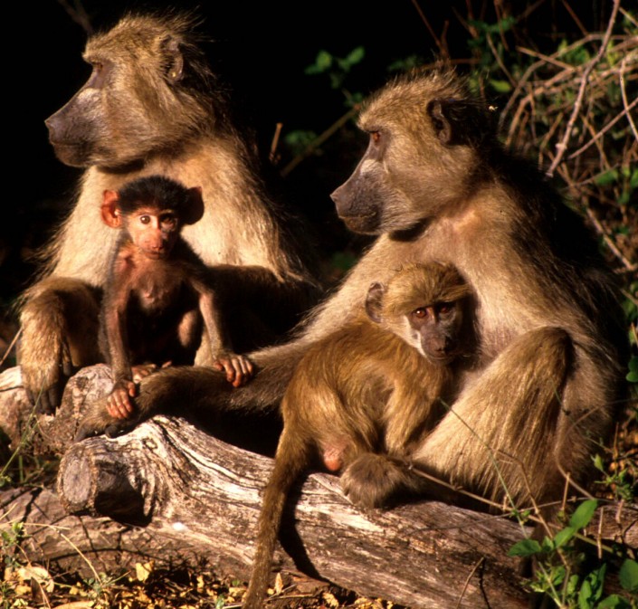 94055_Baboon-4