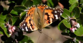 Painted Lady Butterfly