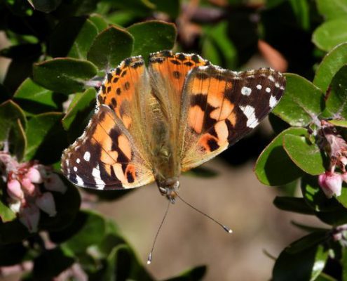 Painted Lady Butterfly