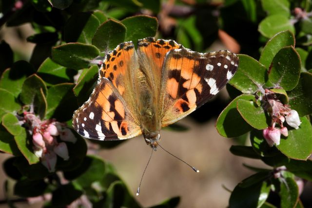 Painted Lady Butterfly