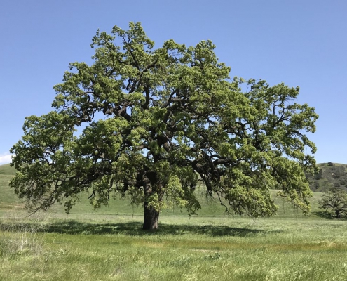 Picture of a valley oak tree.