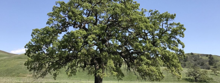 Picture of a valley oak tree.