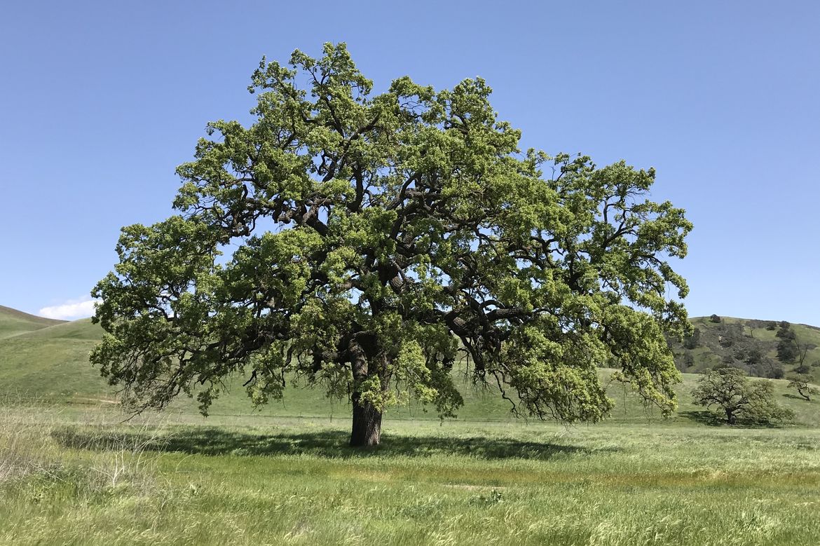 Picture of a valley oak tree.