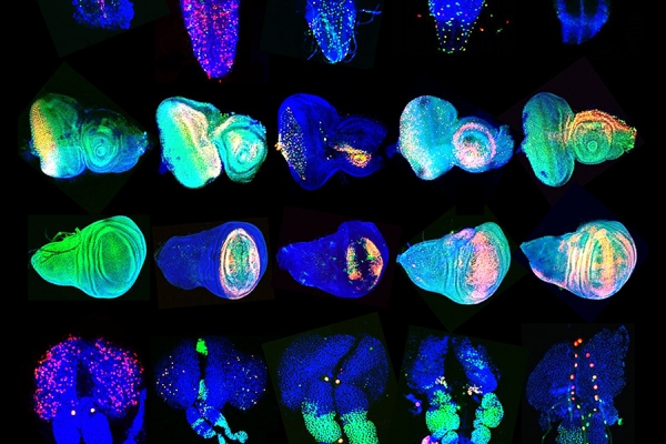 A photo of images of fruit flies’ eyes, wings and lymph glands.