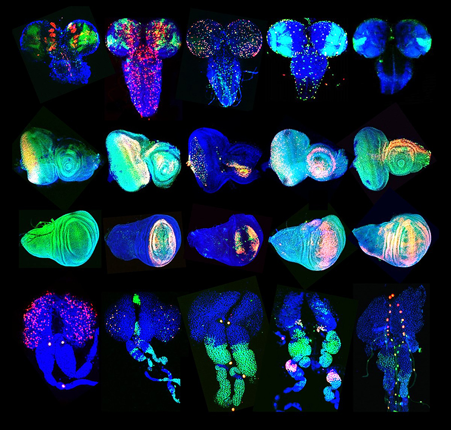 A photo of images of fruit flies’ eyes, wings and lymph glands.