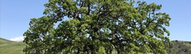 A photo of a valley oak tree.