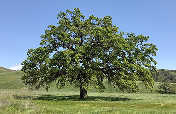 A photo of a valley oak tree.