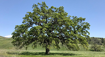 A photo of a valley oak tree.