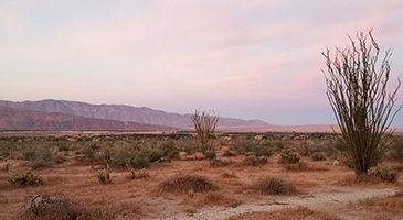 A photo of vegetation and mountains in California's Anza-Borrego State Park. 