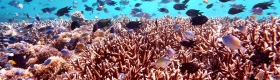 A photo of the Colgan-Coral Reef.