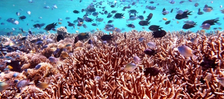 A photo of the Colgan-Coral Reef.