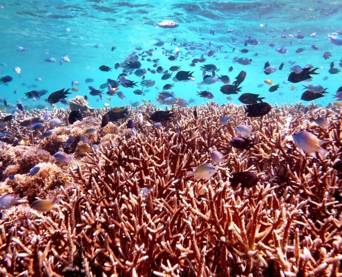 A photo of the Colgan-Coral Reef.