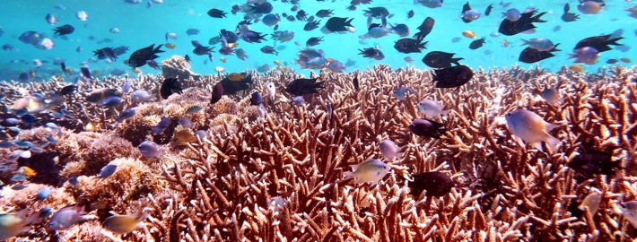 A photo of the Colgan-Coral Reef.