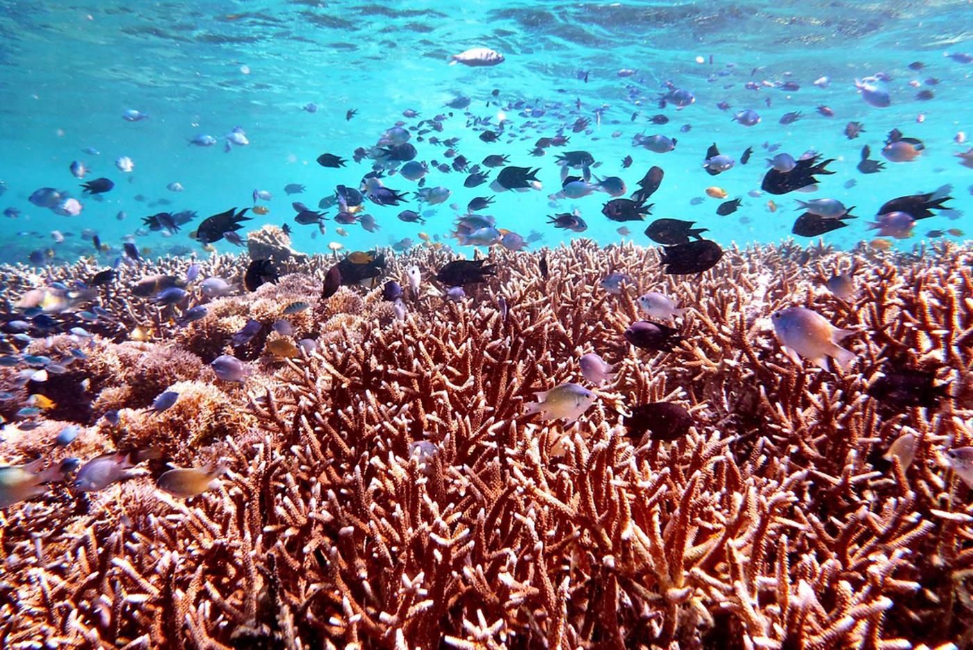 A photo of the Colgan-Coral Reef.