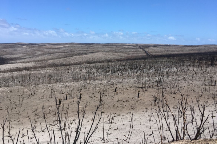 Kangaroo+Island+after+fire_hero