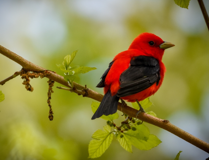Scarlet+tannager+by+Jen+Goellnitz