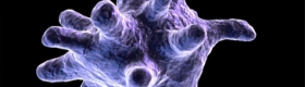 The researchers focused on the dynamics of a key signaling molecule in immune cells called macrophages (pictured here).