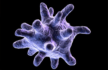 The researchers focused on the dynamics of a key signaling molecule in immune cells called macrophages (pictured here).
