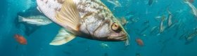 A school of kelp bass. A new database created by scientists from UCLA and other institutions covers about 70% of all animals that live in the California Current, off of the west coast of North America.