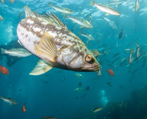 A school of kelp bass. A new database created by scientists from UCLA and other institutions covers about 70% of all animals that live in the California Current, off of the west coast of North America.