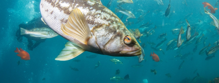 A school of kelp bass. A new database created by scientists from UCLA and other institutions covers about 70% of all animals that live in the California Current, off of the west coast of North America.