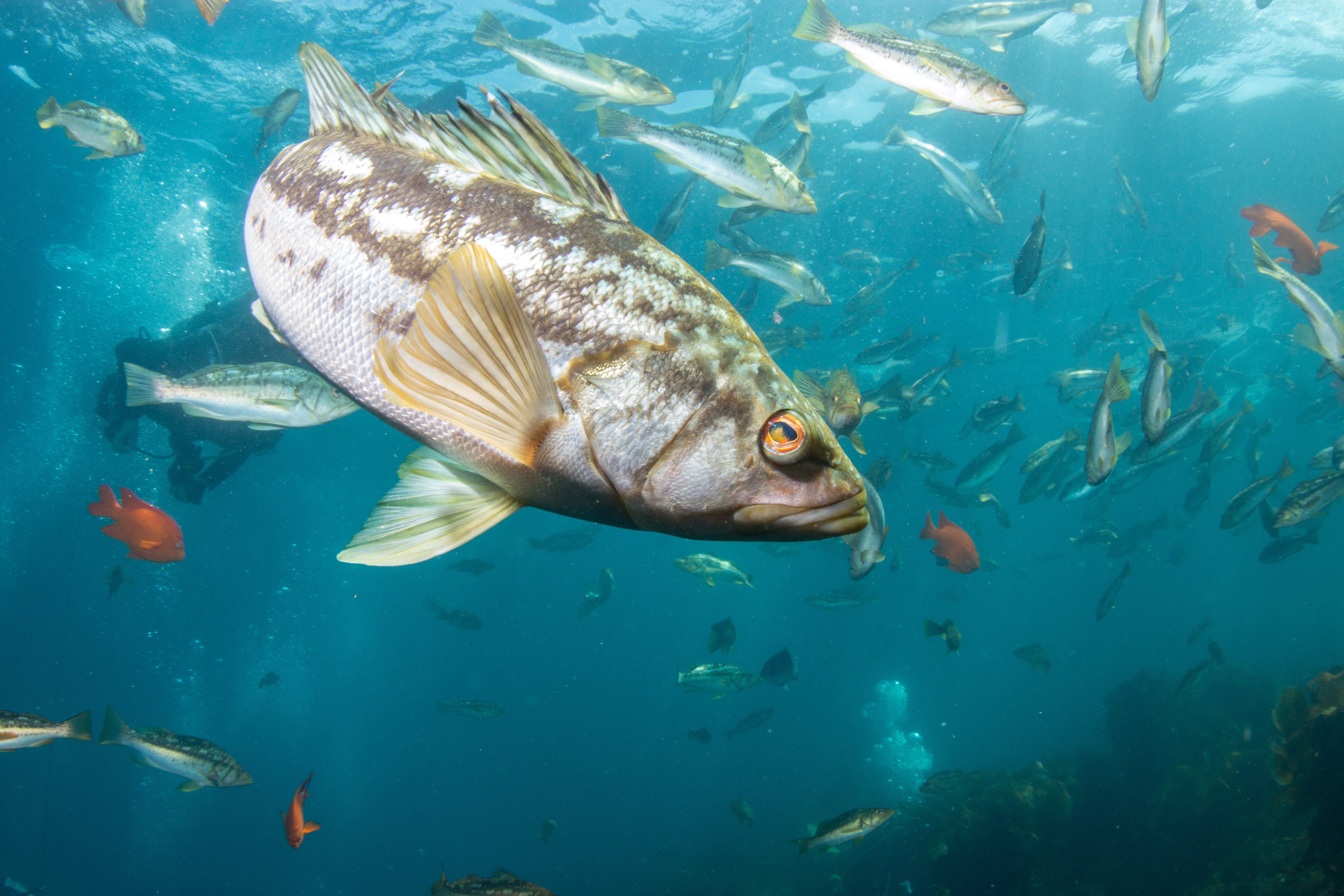 A school of kelp bass. A new database created by scientists from UCLA and other institutions covers about 70% of all animals that live in the California Current, off of the west coast of North America.
