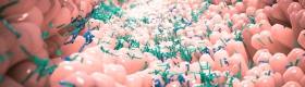 The gut microbiota comprises trillions of bacteria and other microbes that live in the intestines and affect health in multiple ways. Photo Credit: Alpha Tauri 3D Graphics/Shutterstock