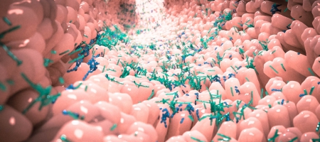The gut microbiota comprises trillions of bacteria and other microbes that live in the intestines and affect health in multiple ways. Photo Credit: Alpha Tauri 3D Graphics/Shutterstock