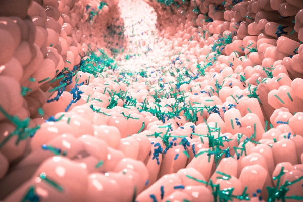 The gut microbiota comprises trillions of bacteria and other microbes that live in the intestines and affect health in multiple ways. Photo Credit: Alpha Tauri 3D Graphics/Shutterstock