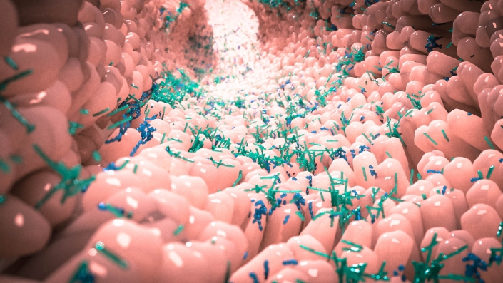 The gut microbiota comprises trillions of bacteria and other microbes that live in the intestines and affect health in multiple ways. Photo Credit: Alpha Tauri 3D Graphics/Shutterstock The gut microbiota comprises trillions of bacteria and other microbes that live in the intestines and affect health in multiple ways. Photo Credit: Alpha Tauri 3D Graphics/Shutterstock