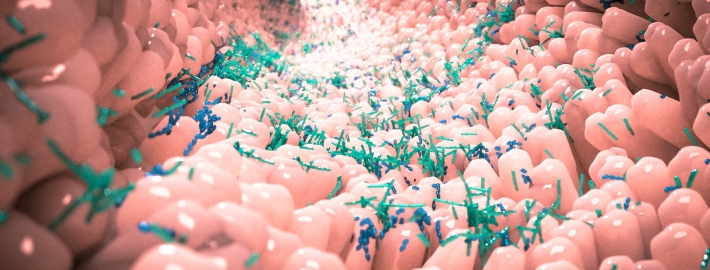 The gut microbiota comprises trillions of bacteria and other microbes that live in the intestines and affect health in multiple ways. Photo Credit: Alpha Tauri 3D Graphics/Shutterstock