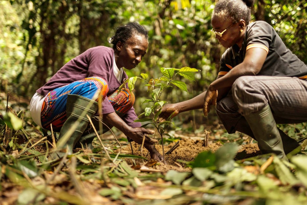 A picture of two people plant an ebony sapling