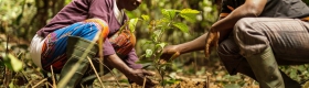 Image of two people planting an ebony sapling