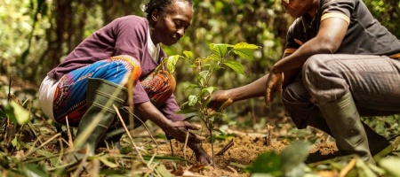 Image of two people planting an ebony sapling