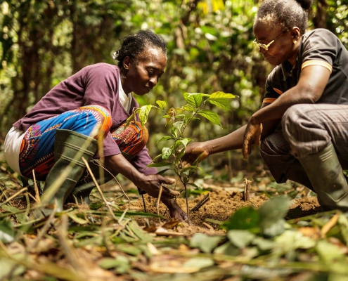 Image of two people planting an ebony sapling