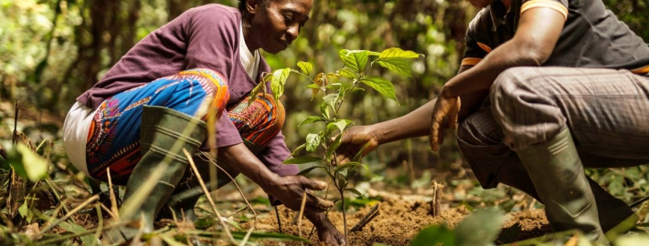 Image of two people planting an ebony sapling