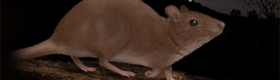 Illustration of rat near Hollywood sign