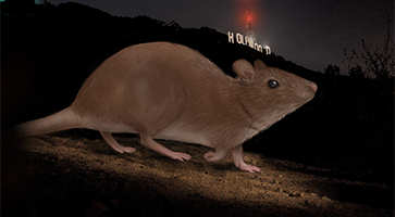 Illustration of rat near Hollywood sign