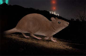 Illustration of rat near Hollywood sign
