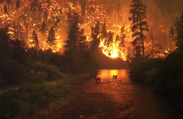 An image of the Bitterroot River Montana forest fire