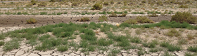 Image of parched land in Nevada
