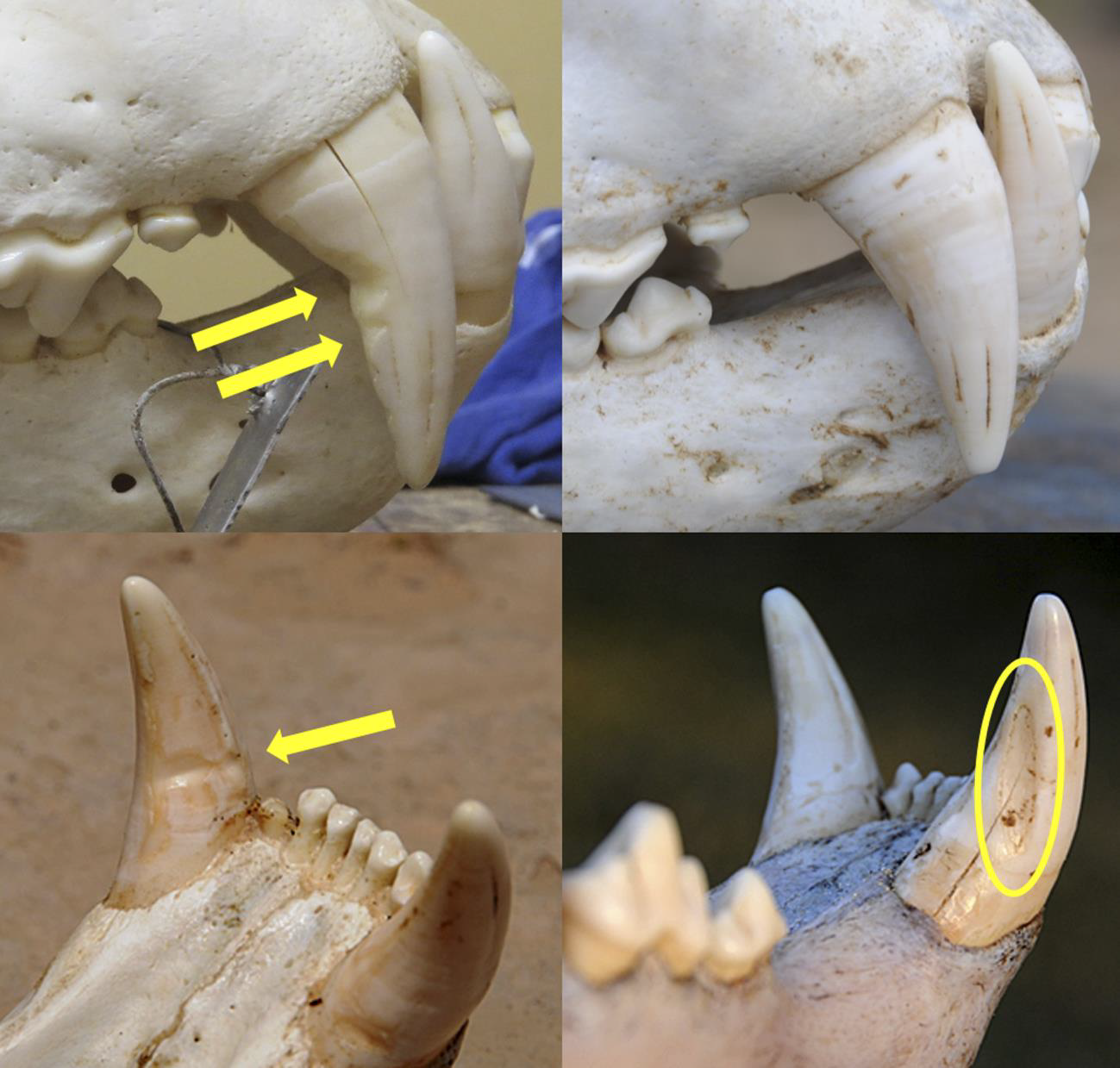 Images on the left show notches caused by chewing wire snares, while those on the right show regular wear to lions’ teeth.