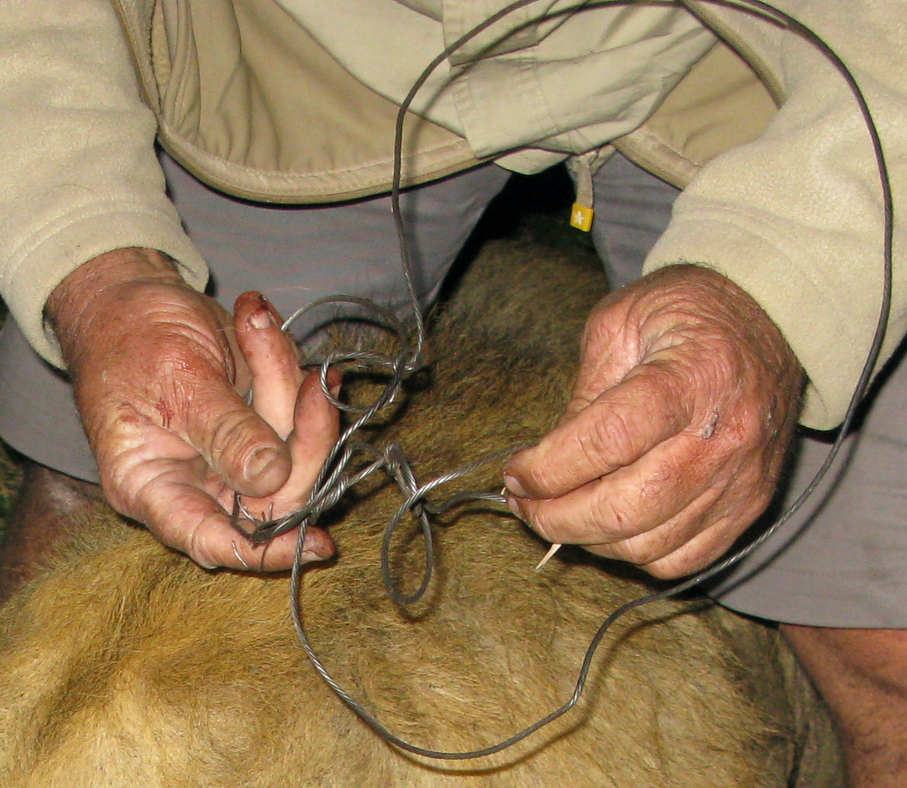 Image of a poacher's noose-like wire snare