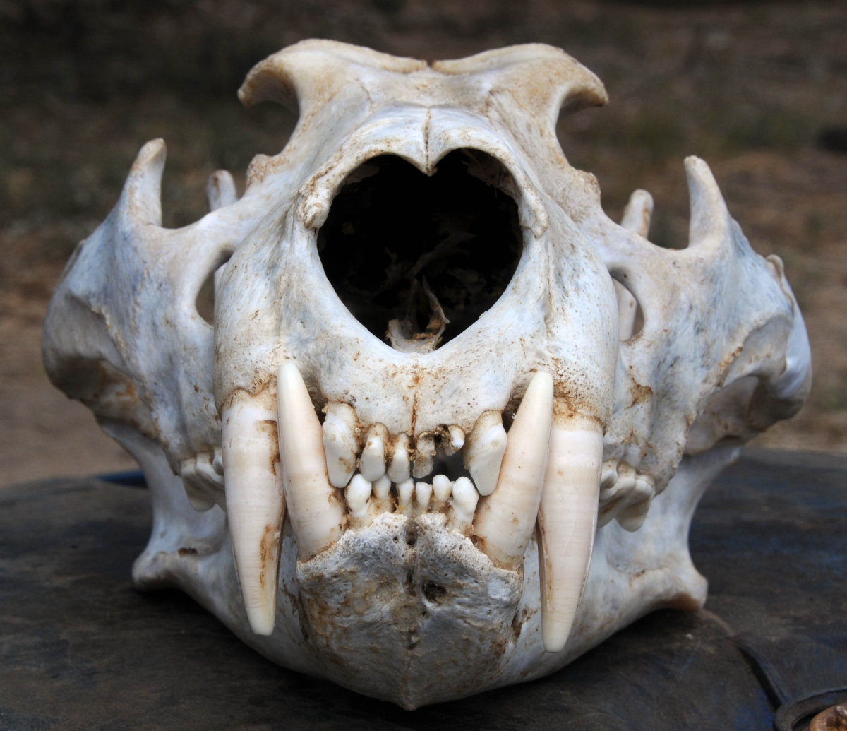 Image of a lion skull