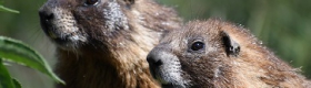 Image of two marmots