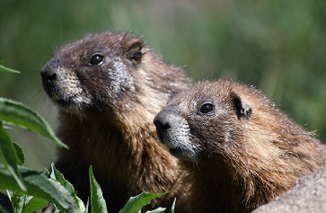 Image of two marmots